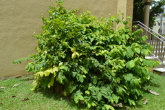Congea tomentosa
