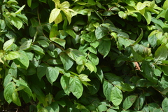 Congea tomentosa