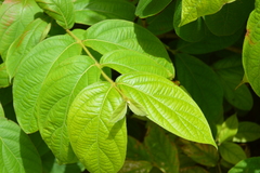 Congea tomentosa