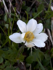 Anemonoides baldensis