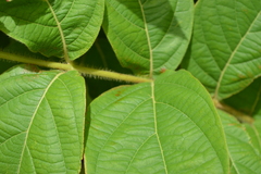 Congea tomentosa