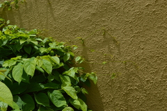 Congea tomentosa