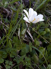 Anemonoides baldensis