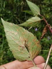 Coleosporium campanulae