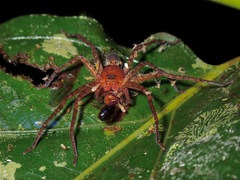 Sparassidae