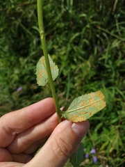 Coleosporium campanulae