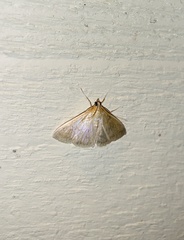 Crocidophora serratissimalis