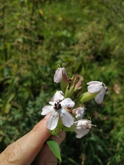 Microbotryum saponariae