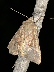 Mesapamea fractilinea