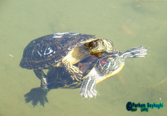 Emys orbicularis
