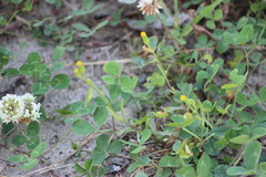 Senecio dubitabilis