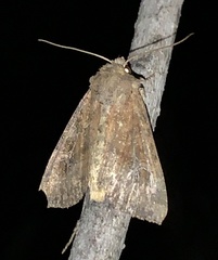 Mesapamea fractilinea