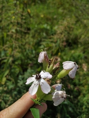 Microbotryum saponariae