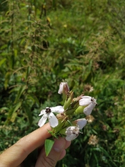 Microbotryum saponariae