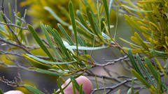 Dodonaea viscosa angustissima