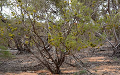 Dodonaea viscosa angustissima