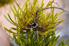 Dodonaea viscosa angustissima