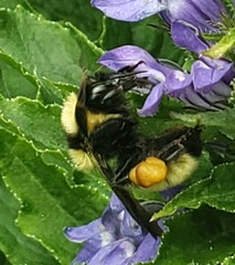 Bombus fervidus