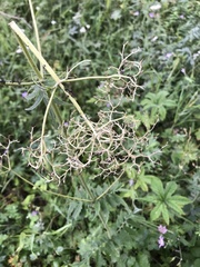 Valeriana alternifolia