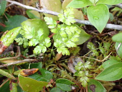 Coptis aspleniifolia