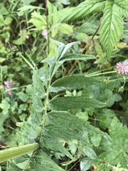 Valeriana alternifolia