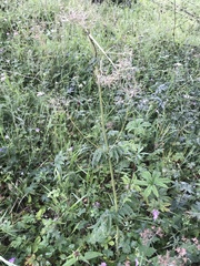 Valeriana alternifolia