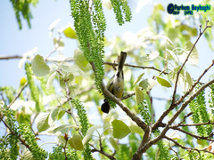 Parus major