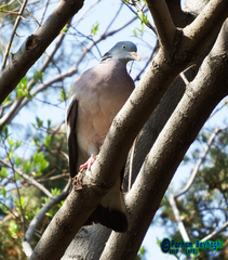 Columba palumbus