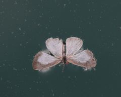 Spalgis lemolea lemolea