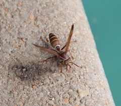 Polistes fastidiosus