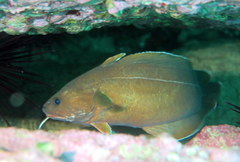 Lotella rhacina