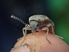 Araeopidius monachus