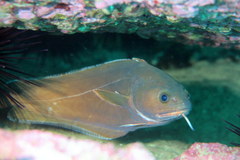 Lotella rhacina