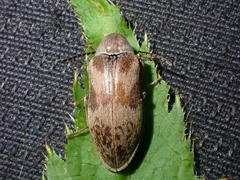 Araeopidius monachus