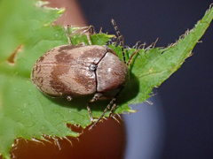 Araeopidius monachus