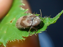 Araeopidius monachus