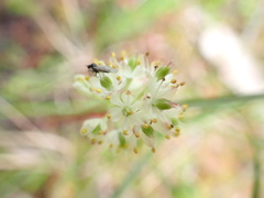 Triantha occidentalis