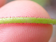 Triantha occidentalis