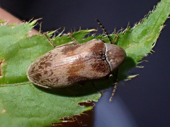 Araeopidius monachus