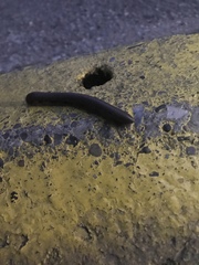 Narceus americanus