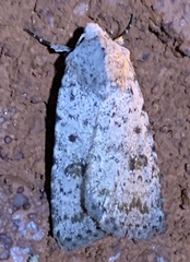 Caradrina multifera