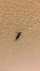 Homalodisca vitripennis