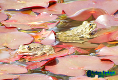 Pelophylax