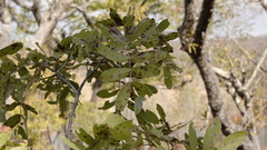 Julbernardia globiflora