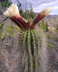 Trichocereus bertramianus