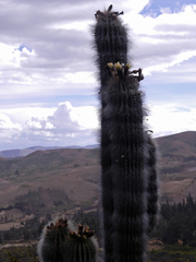 Trichocereus bertramianus