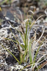 Carex rupestris