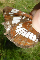 Neptis rivularis