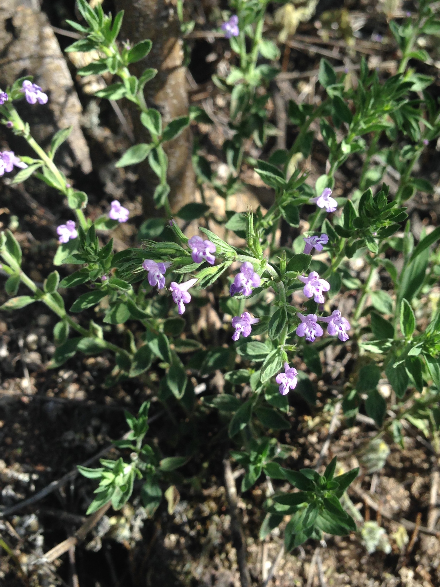 Hedeoma plicata
