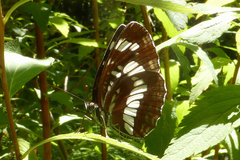 Neptis rivularis